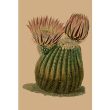 Load image into Gallery viewer, CARD OTHER - Pink Cactus - CARD