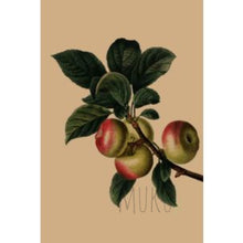 Load image into Gallery viewer, CARD OTHER - Apple Tree - CARD
