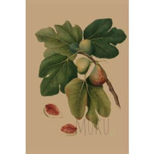 Load image into Gallery viewer, CARD OTHER - Fig Tree - CARD
