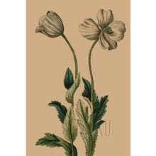 Load image into Gallery viewer, CARD OTHER - Opium Poppy - CARD
