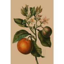 Load image into Gallery viewer, CARD OTHER - Orange Tree - CARD
