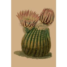 Load image into Gallery viewer, CARD OTHER - Pink Cactus - CARD
