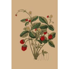 Load image into Gallery viewer, CARD OTHER - Strawberry Bush - CARD
